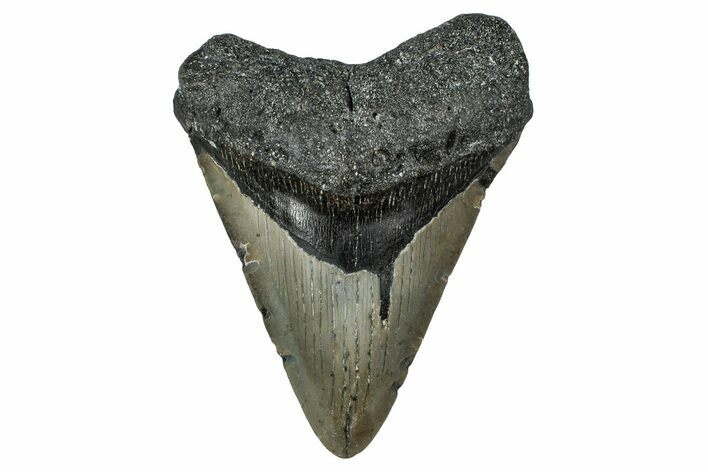 Fossil Megalodon Tooth - North Carolina #351150